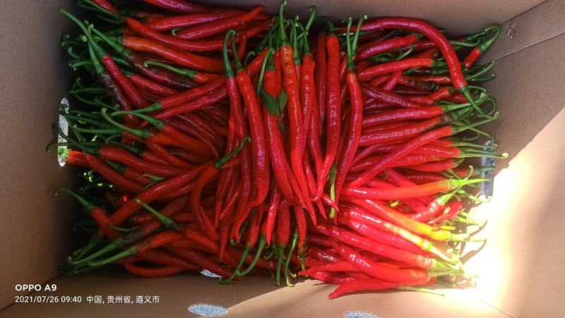 贵州高山精品三号，七号线椒