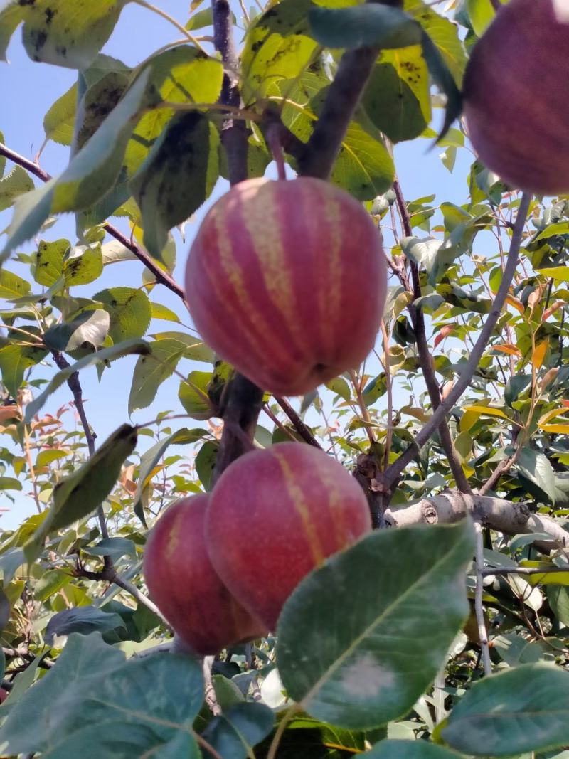 陕西精品，膜袋富岛桃王，现货10万多斤，大客户提前联系了
