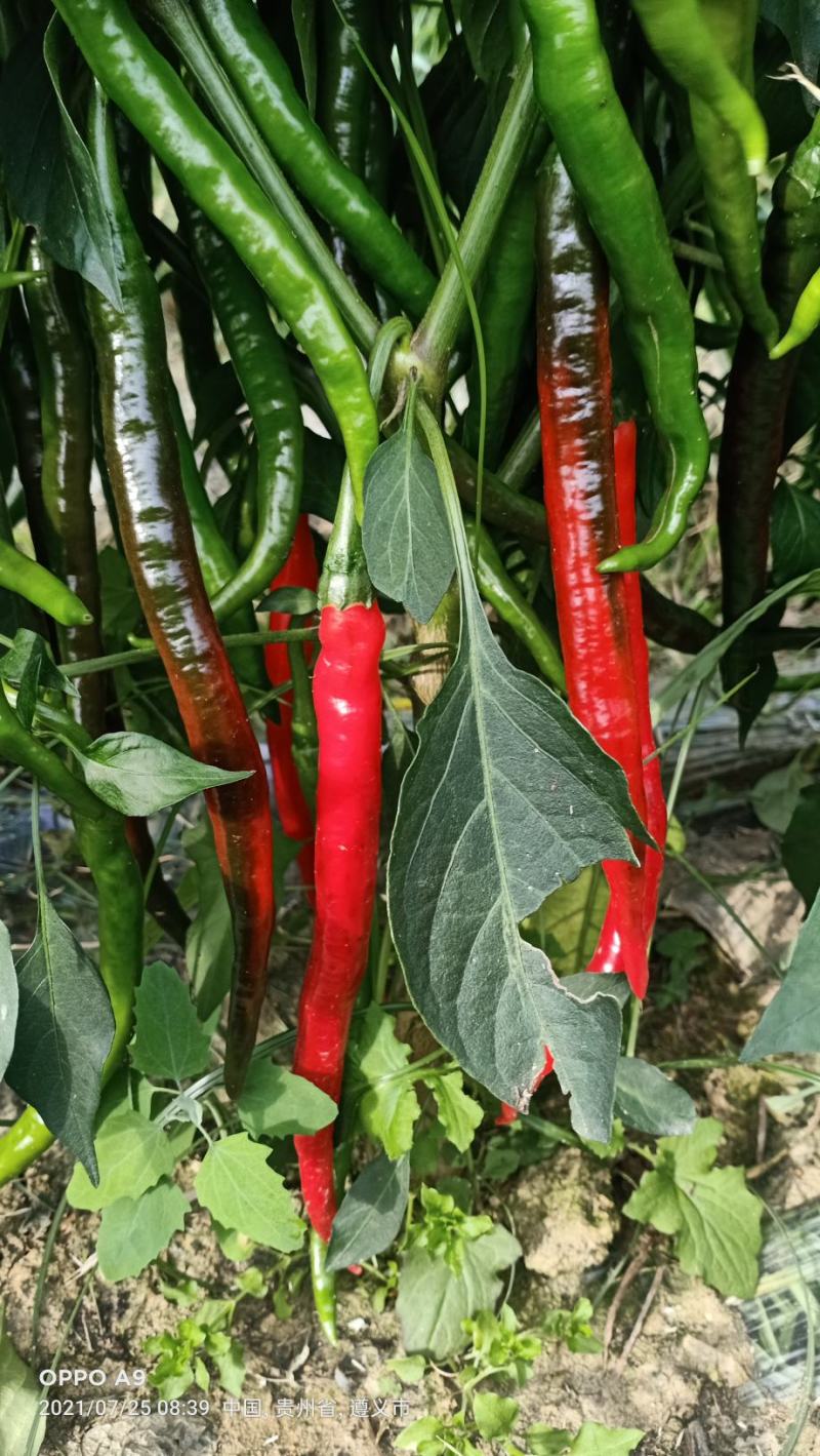 贵州高山精品三号，七号线椒
