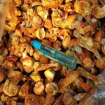 金黄色姬松茸中菇，手选标货，一手货源