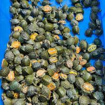 火焰龟苗，火焰龟，宽纹火焰龟，批量出便宜火焰龟