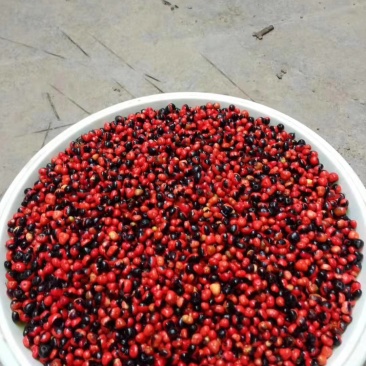 湖北恩施宣恩县肉质性大叶竹节参