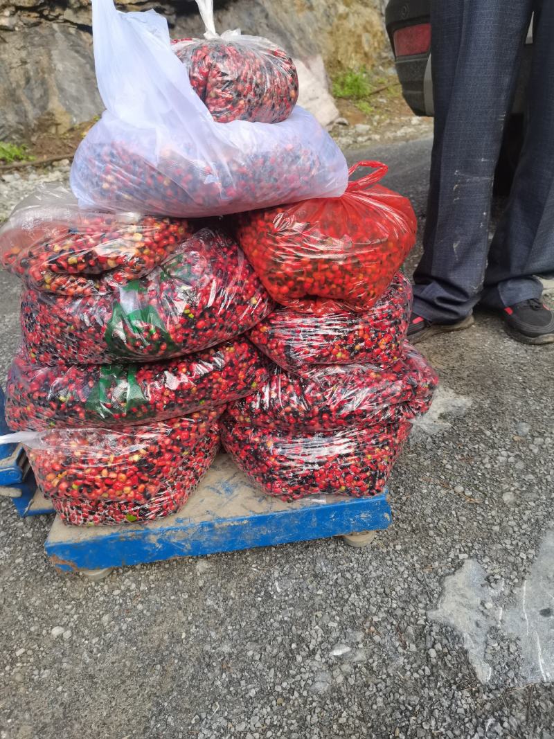 湖北恩施宣恩县肉质性大叶竹节参