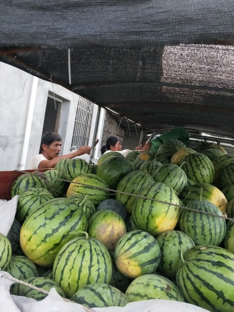 美都，麒麟，京源圆瓜8斤打底8成熟1茬