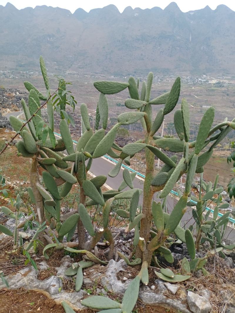 仙人掌