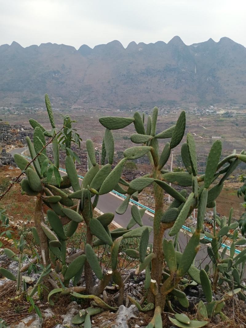 仙人掌