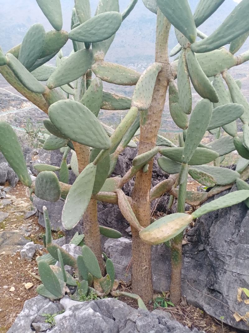 仙人掌