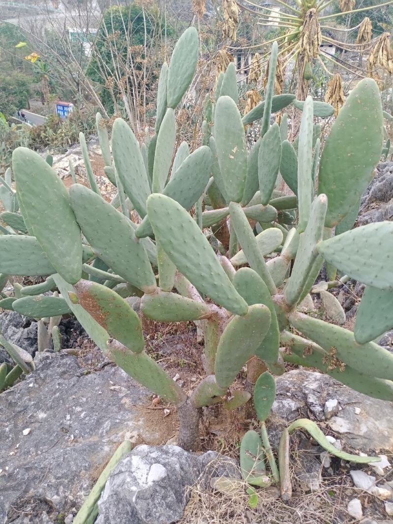 仙人掌