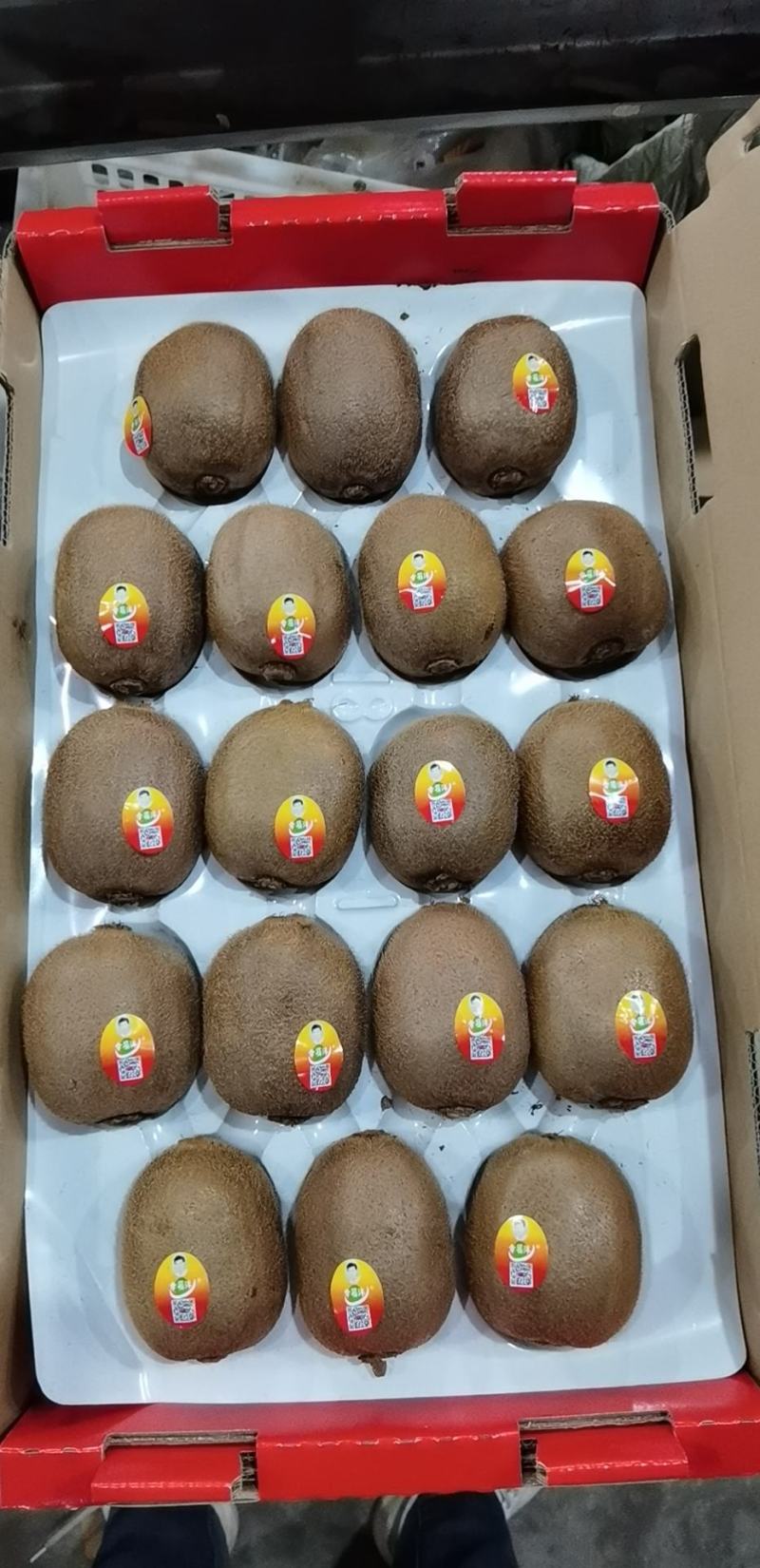大象牌精品徐香翠香海沃德奇异果全面上市，接受各路渠道对接