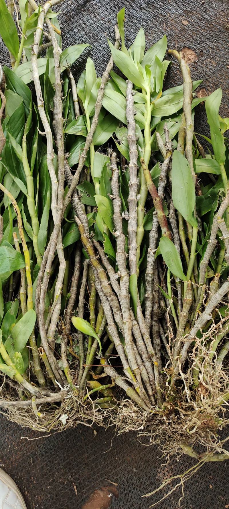 云南普洱野生石斛中黄草_天宫石斛_可食用可种植