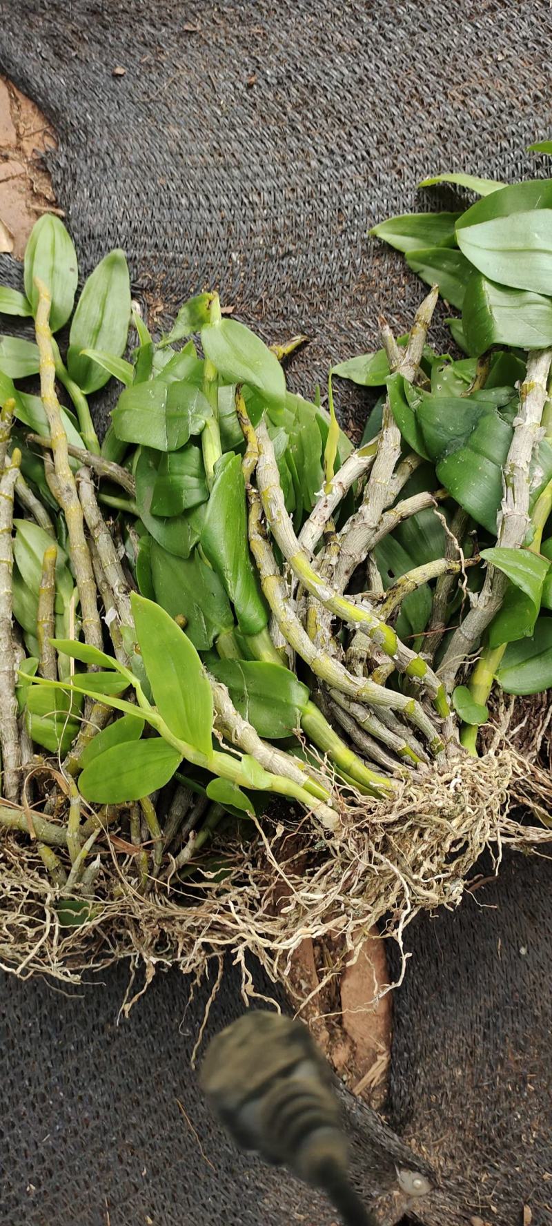 云南普洱野生石斛中黄草_天宫石斛_可食用可种植