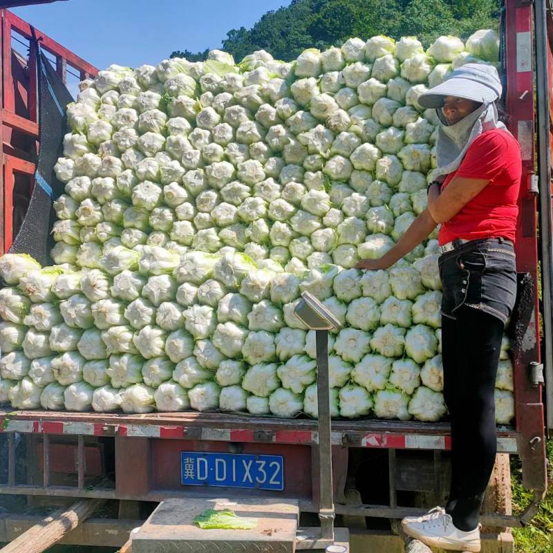 白菜净菜毛菜半毛菜红薯冬瓜