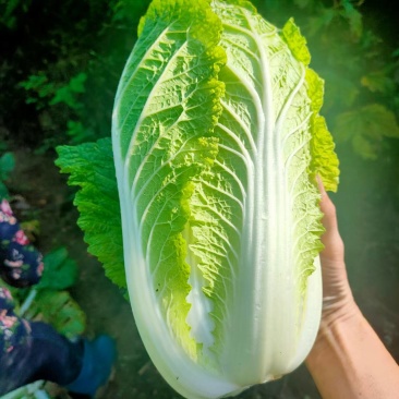 白菜净菜毛菜半毛菜红薯冬瓜