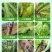 6%春雷霉素果树黄瓜细菌角斑病稻瘟病春雷毒素细菌病害杀菌
