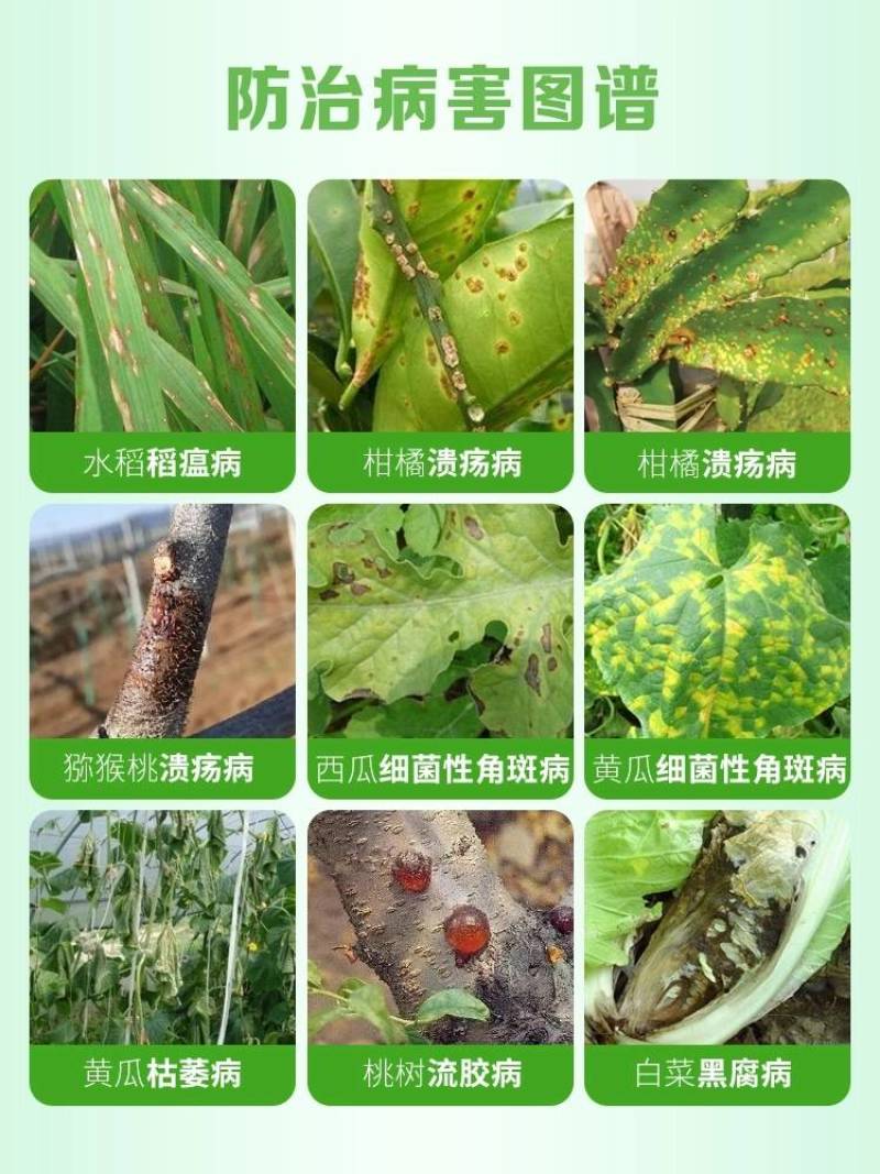 6%春雷霉素果树黄瓜细菌角斑病稻瘟病春雷毒素细菌病害杀菌
