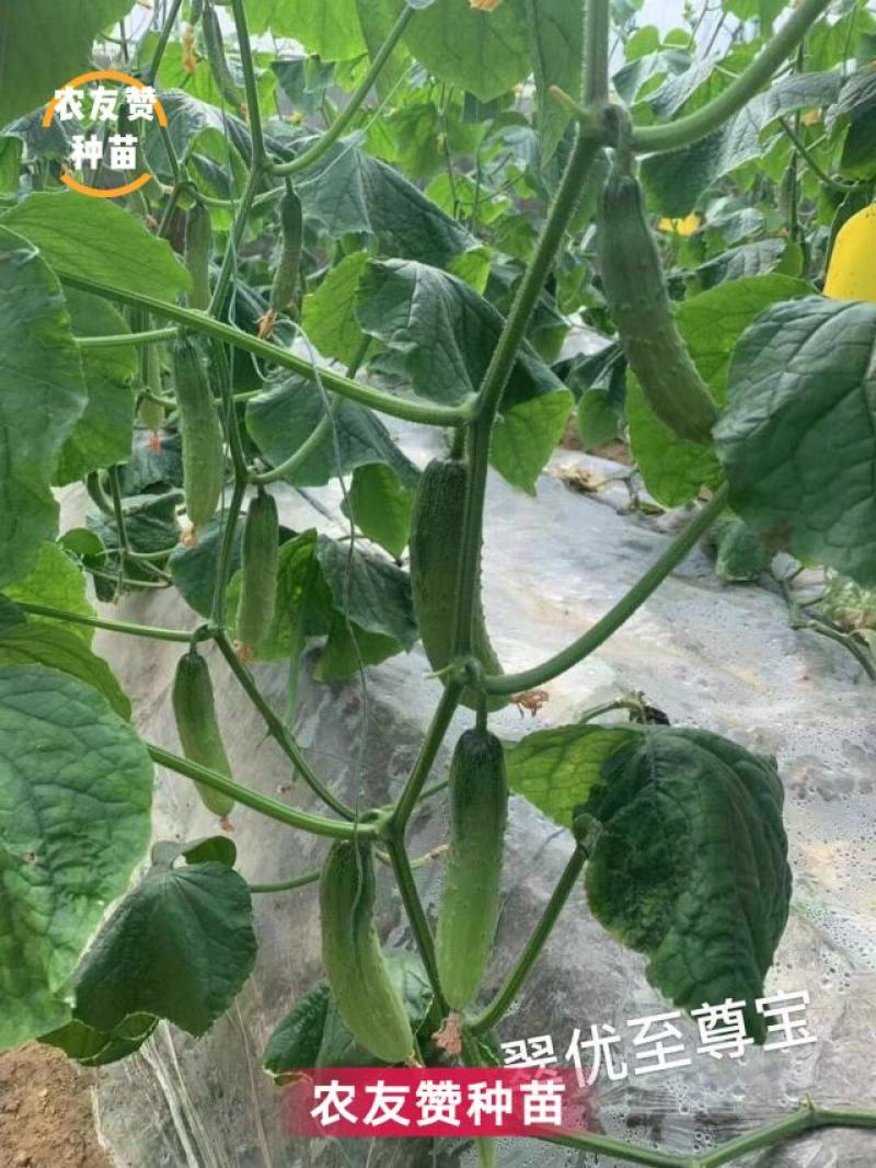 翠优至尊宝全雌强雌性水果黄瓜种子节节有瓜口感好抗病高产