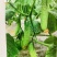 翠优至尊宝全雌强雌性水果黄瓜种子节节有瓜口感好抗病高产