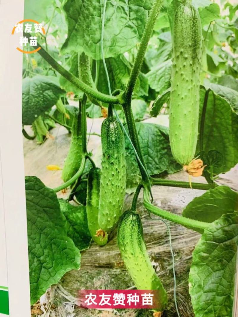 翠优至尊宝全雌强雌性水果黄瓜种子节节有瓜口感好抗病高产