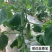 翠优至尊宝全雌强雌性水果黄瓜种子节节有瓜口感好抗病高产