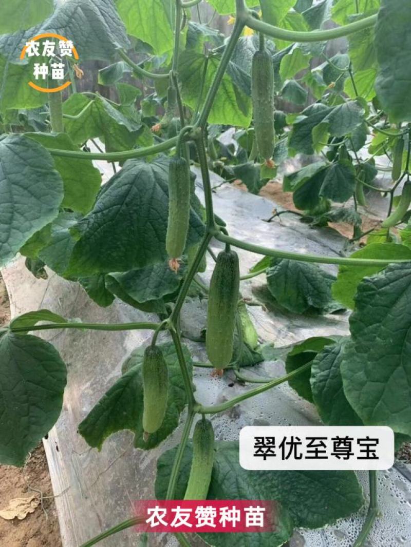 翠优至尊宝全雌强雌性水果黄瓜种子节节有瓜口感好抗病高产
