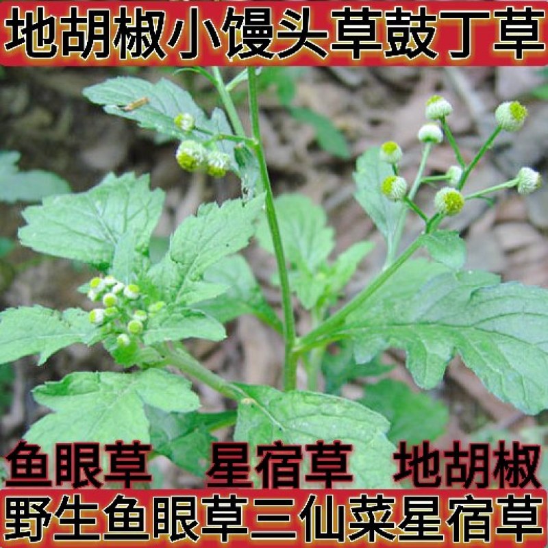 野生鱼眼草三仙菜星宿草地胡椒小馒头草鼓丁草翳子草地细辛