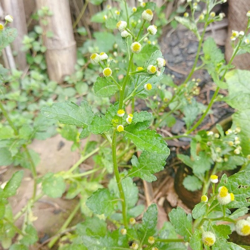 野生鱼眼草三仙菜星宿草地胡椒小馒头草鼓丁草翳子草地细辛
