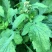 野生鱼眼草三仙菜星宿草地胡椒小馒头草鼓丁草翳子草地细辛