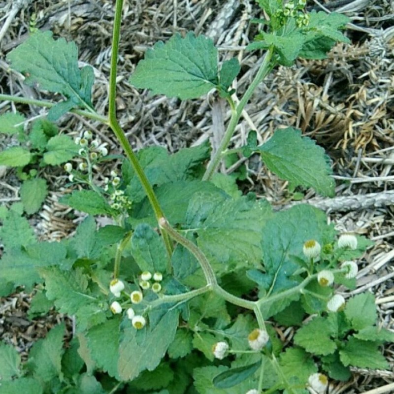 野生鱼眼草三仙菜星宿草地胡椒小馒头草鼓丁草翳子草地细辛