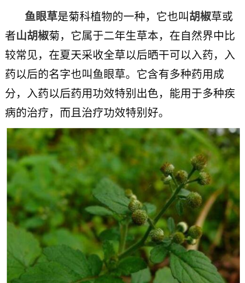 野生鱼眼草三仙菜星宿草地胡椒小馒头草鼓丁草翳子草地细辛