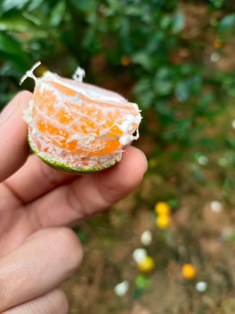 云南文山广南堂上精品蜜桔