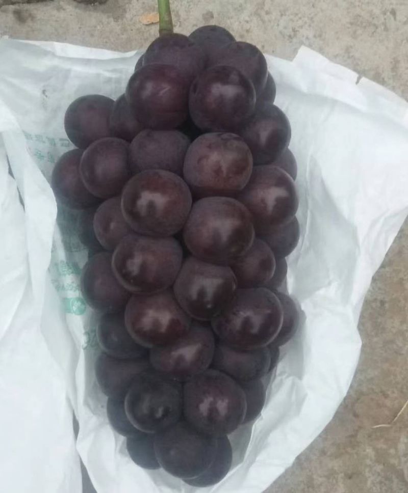户太八号葡萄