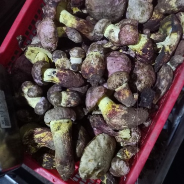 各种野生菌批发