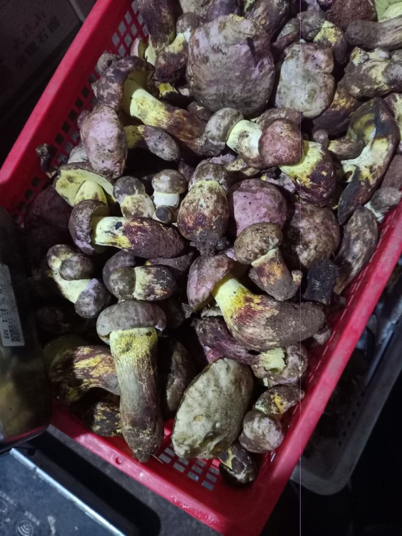 各种野生菌批发