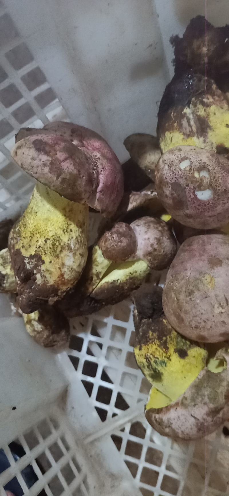 各种野生菌批发