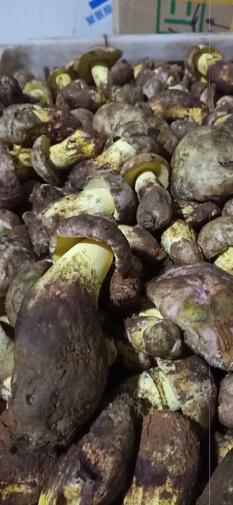 各种野生菌批发