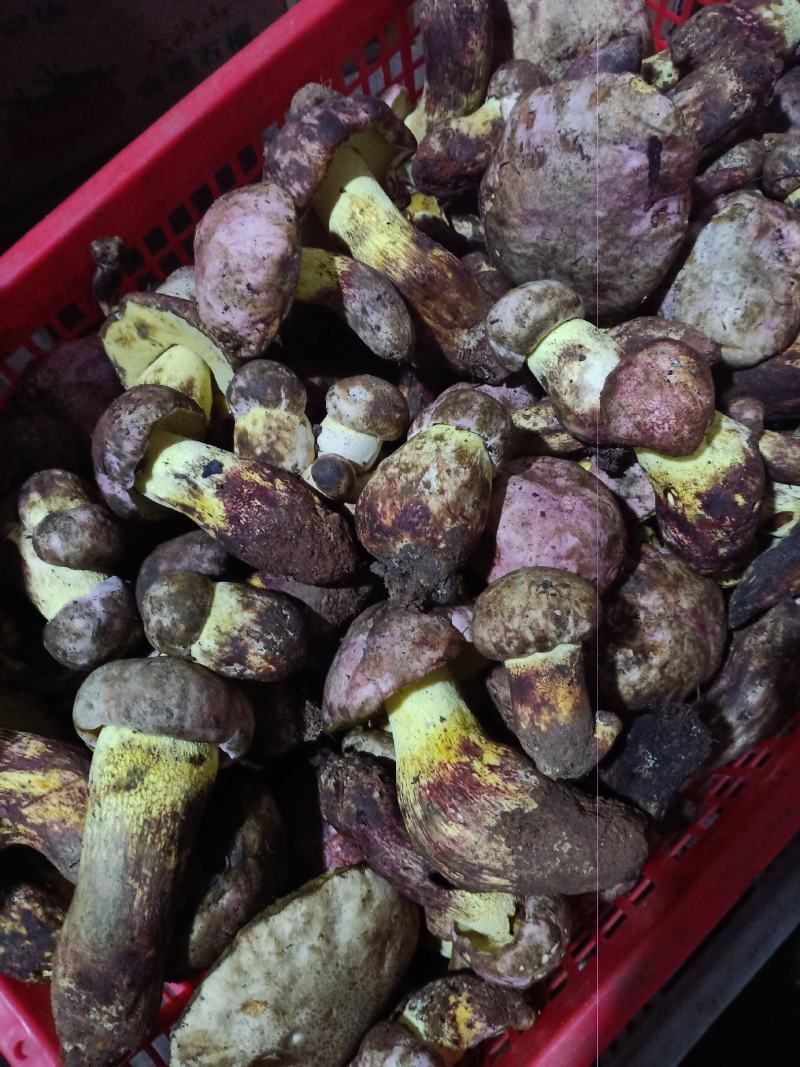 各种野生菌批发