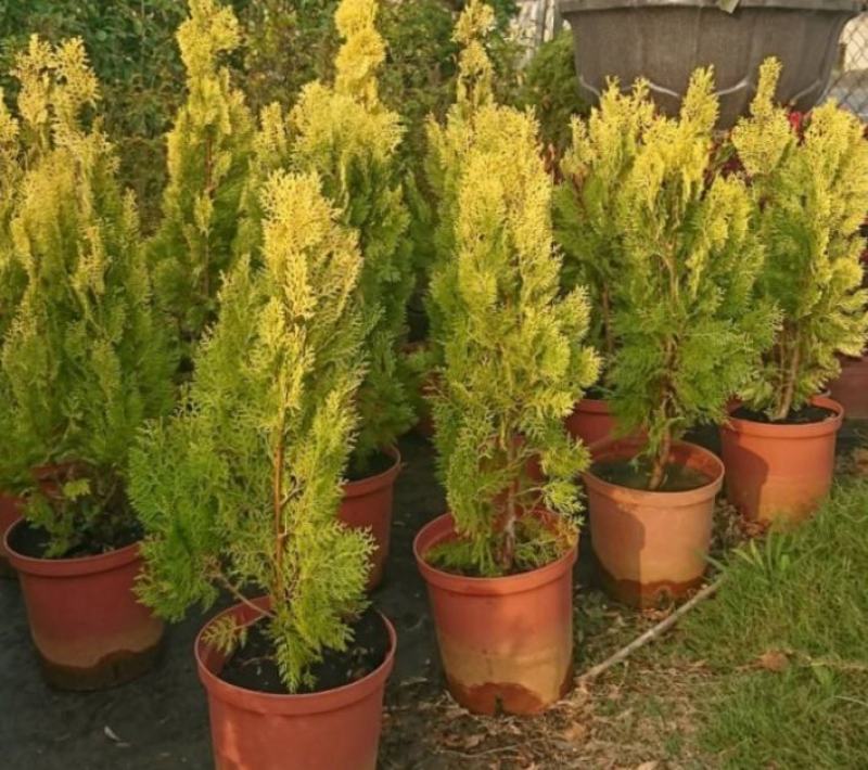 洒金柏黄金柏柏树苗庭院绿化苗盆景植物柏树侧柏洒金柏