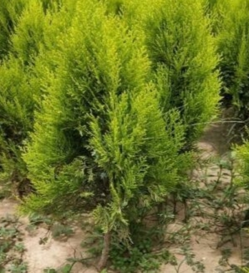 洒金柏黄金柏柏树苗庭院绿化苗盆景植物柏树侧柏洒金柏