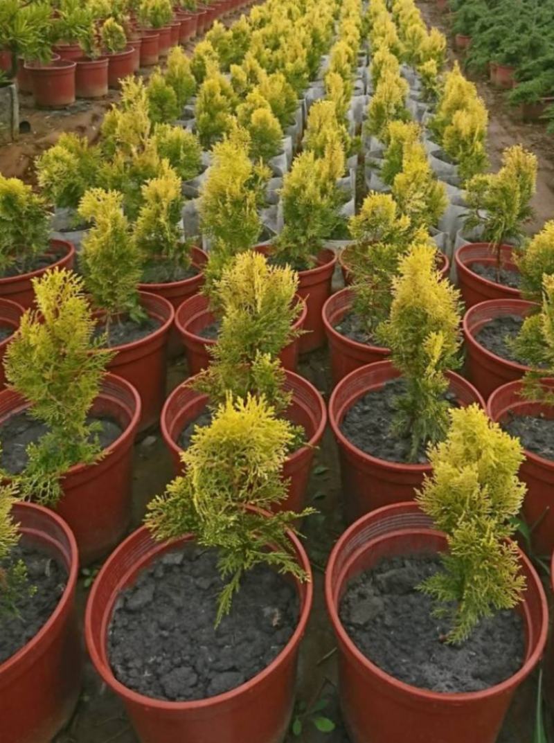 洒金柏黄金柏柏树苗庭院绿化苗盆景植物柏树侧柏洒金柏
