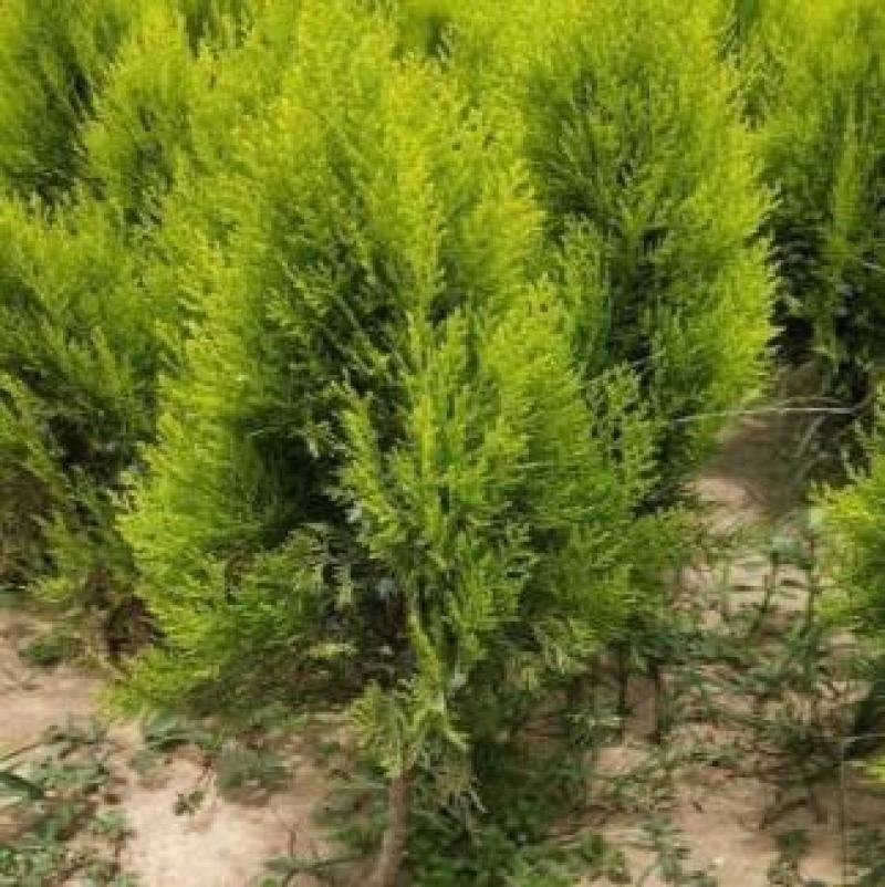 洒金柏黄金柏柏树苗庭院绿化苗盆景植物柏树侧柏洒金柏