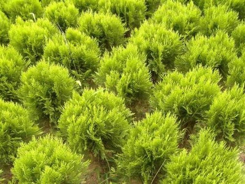 洒金柏黄金柏柏树苗庭院绿化苗盆景植物柏树侧柏洒金柏
