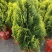 洒金柏黄金柏柏树苗庭院绿化苗盆景植物柏树侧柏洒金柏