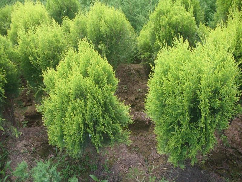 洒金柏黄金柏柏树苗庭院绿化苗盆景植物柏树侧柏洒金柏