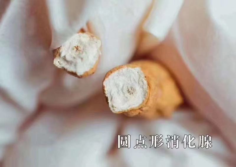 冬虫夏草西藏那曲虫草产地直供正品保证