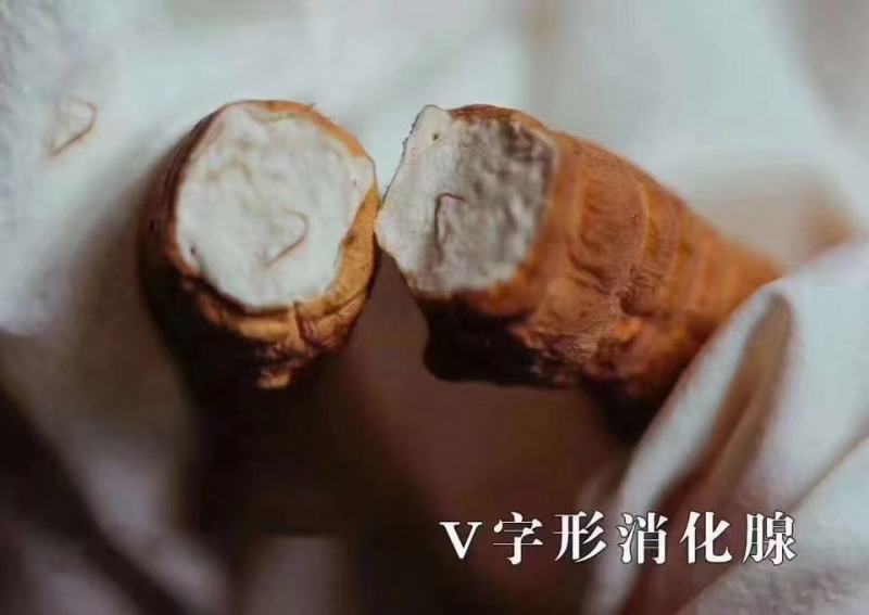 冬虫夏草西藏那曲虫草产地直供正品保证