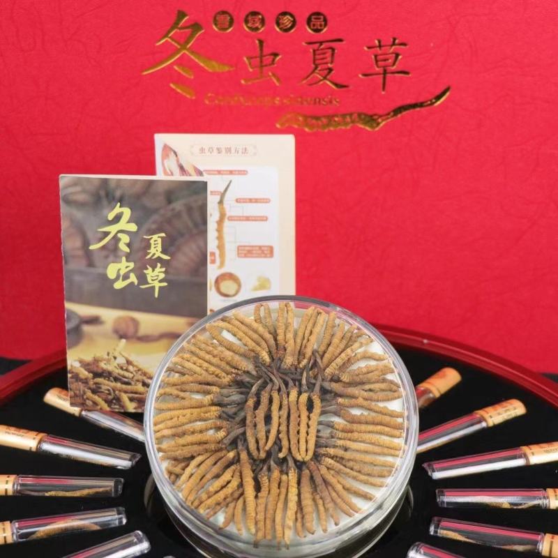 冬虫夏草西藏那曲虫草产地直供正品保证
