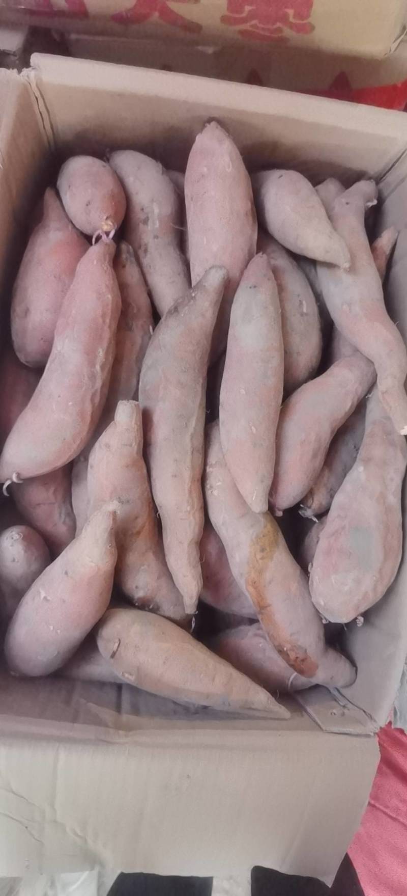 供应烟薯25，烤瓜，中瓜，小薯，等规格！