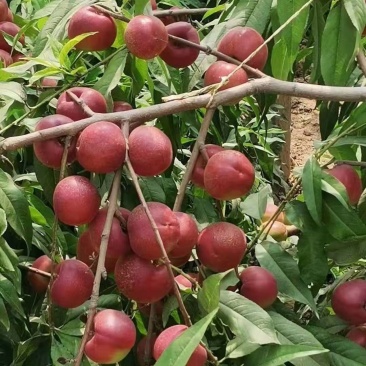 珍珠油桃价格珍珠油桃产地珍珠油桃基地
