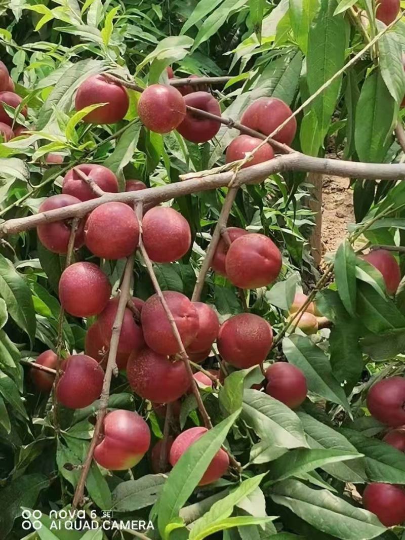 珍珠油桃价格珍珠油桃产地珍珠油桃基地