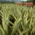 黄纹万年麻苗庭院观叶盆栽植物工程色块绿化苗净化空气
